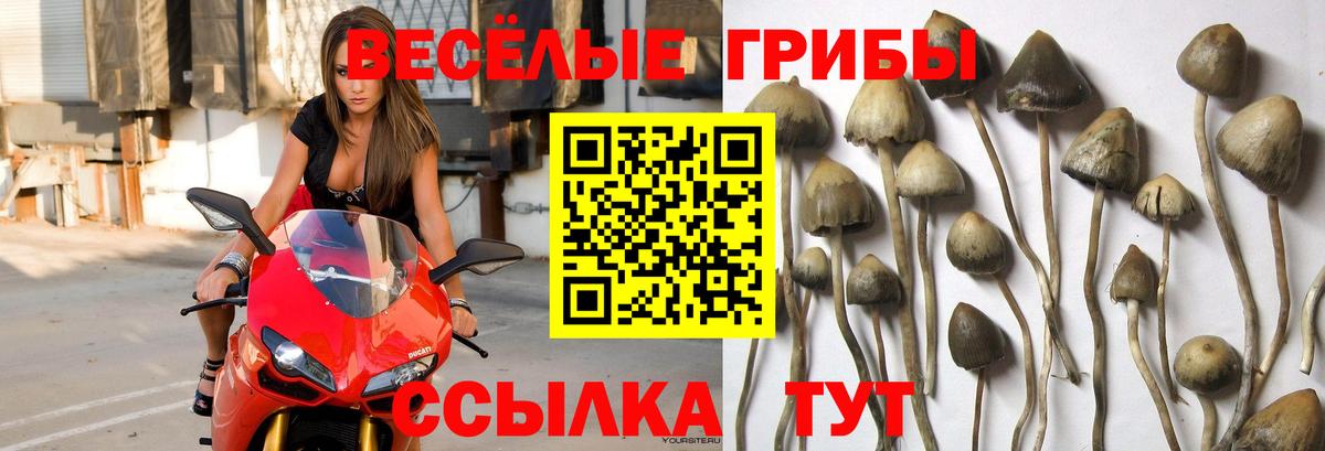Жуковский  Галлюциногенные грибы ЛСД  Псилоцибиновые грибы ЛСД  Вход с VPN 